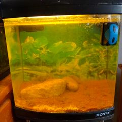 80ltr Boyu Tank and Stand