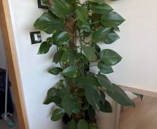 plant