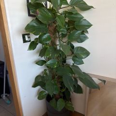 plant