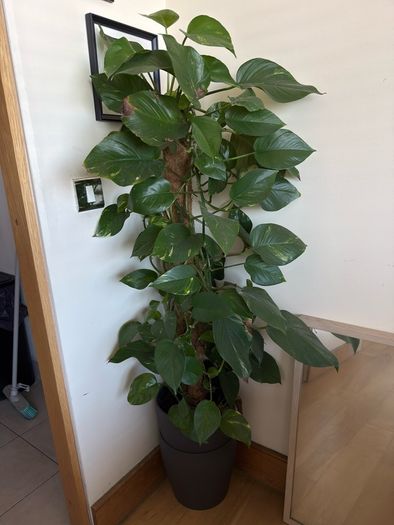 plant