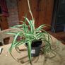 Spider plant, small and well established plant available. Image 2