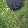 Plant pots Image 5