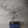 Bonsai Image 4
