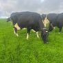 Milking cows Image 4