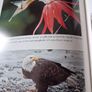 The Private Life of Birds Michael Bright / 1993 Image 10