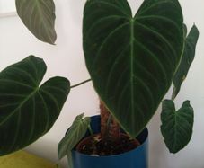 Philodendron splendid mature rooted plant