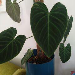 Philodendron splendid mature rooted plant