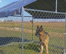 Chainlink Dog Cage, approx. 1.5 x 3.0M