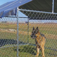 Chainlink Dog Cage, approx. 1.5 x 3.0M