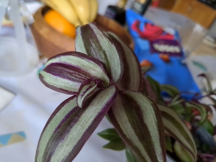 tradescantia
