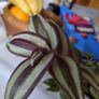 tradescantia Image 3
