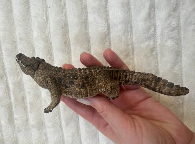 Schleich Alligator Crocodile Moveable Jaw D-73527 Used Please see photos