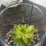 indoor plant with glass  pot Image 6