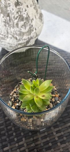indoor plant with glass  pot