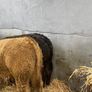 6 Super Bulls Image 5