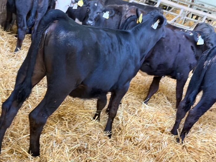 31 Properly Well Fed Calves