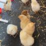Chicks Image 2