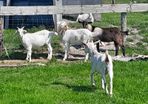 Goats