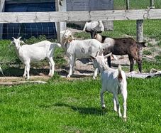 Goats