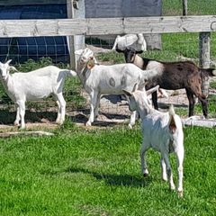 Goats