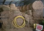 Hay