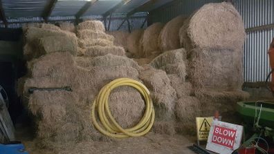 Hay