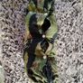 Ergonomic Baby-Toddler Sling Image 2