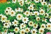 (Z) Mexican Zinnia White seeds 0.2g (604609)