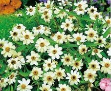 (Z) Mexican Zinnia White seeds 0.2g (604609)