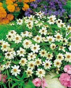 (Z) Mexican Zinnia White seeds 0.2g (604609)