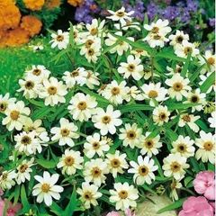 (Z) Mexican Zinnia White seeds 0.2g (604609)