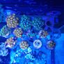 zoa frags Image 3