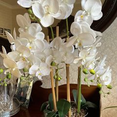Tall Imitation Orchid Plant