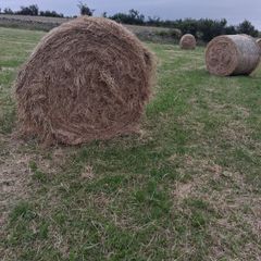Hay Bales for Sale