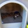 wooden dog kennel Image 3