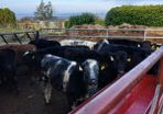 weanling housing