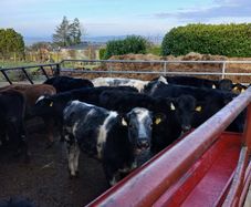weanling housing