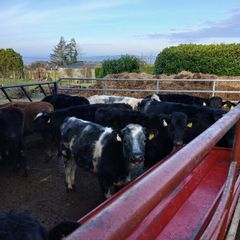 weanling housing