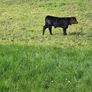 First calved Heifers Image 5
