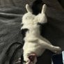 cat for adoption Image 6