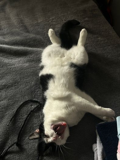 cat for adoption