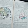 Gray's Anatomy Descriptive & Applied 1913 Antique Medical Image 3