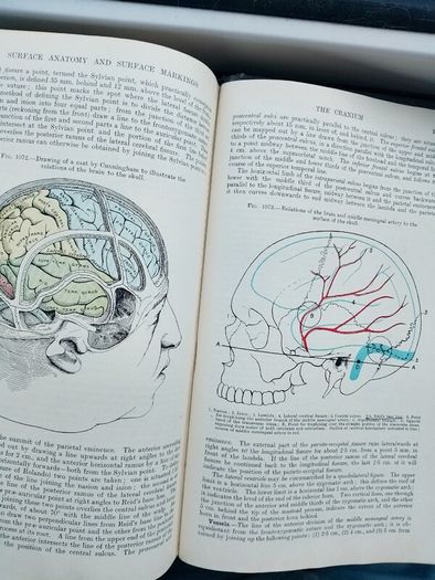 Gray's Anatomy Descriptive & Applied 1913 Antique Medical