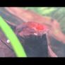 Fish Tank Shrimps Image 7