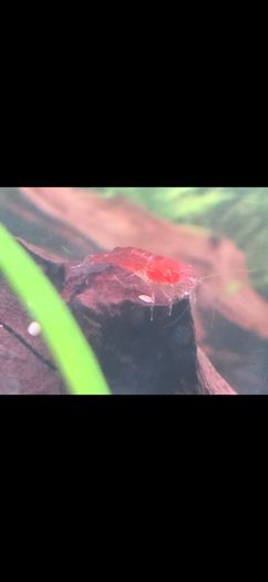 Fish Tank Shrimps