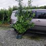 Quality Coral Berry Hedging in sizes Image 5