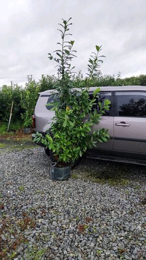 Quality Coral Berry Hedging in sizes