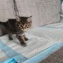 Kittens Image 3