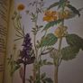 Vintage The Country Diary of an Edwardian Lady Image 6