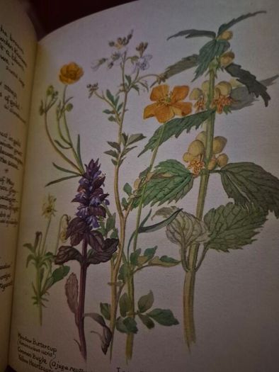 Vintage The Country Diary of an Edwardian Lady